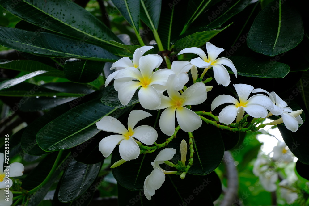 Fototapeta premium Plumeria flower very good smell after rain.