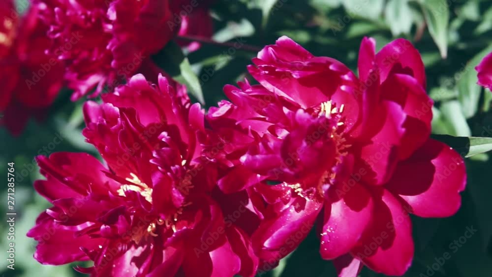 A blossoming bush with pink large peony flowers shooting in cloudy weather in the summer. A blossoming bush with pink large peony flowers shooting in cloudy weather in the summer.