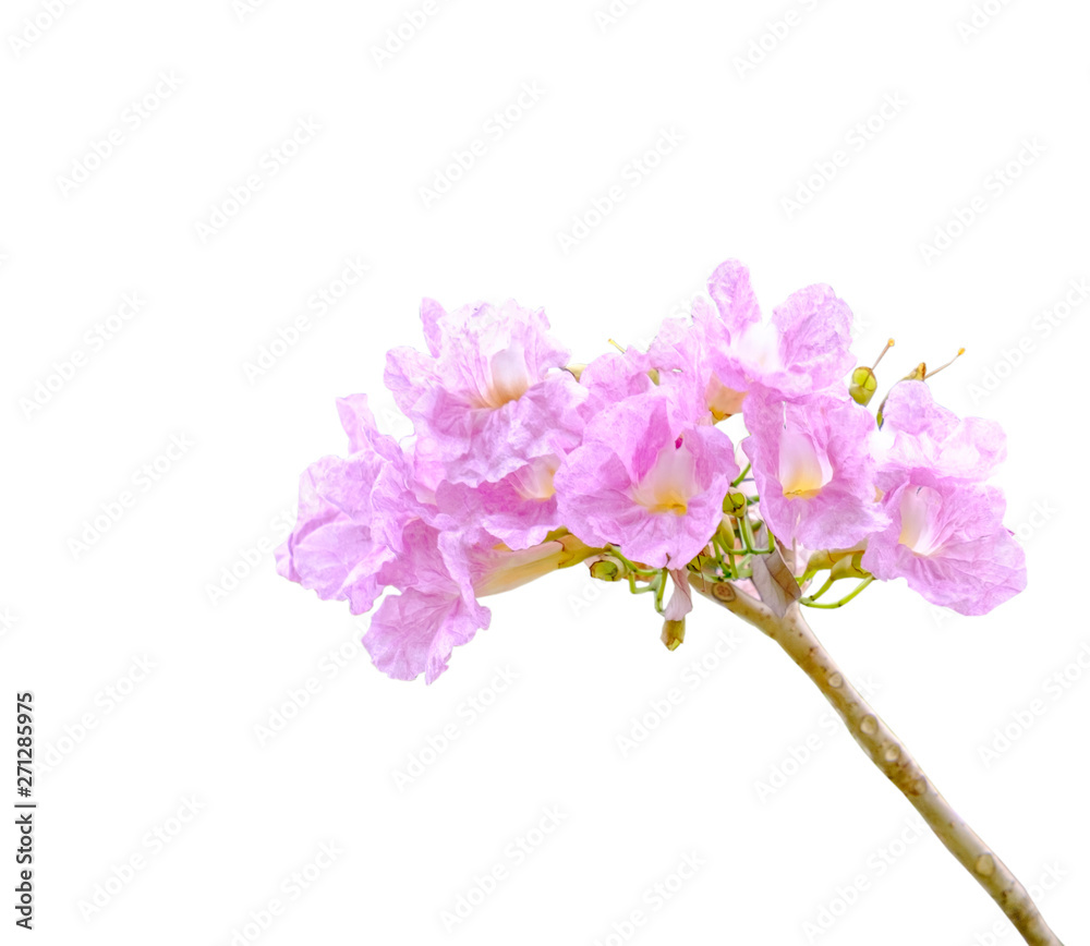 beautiful pink trumpet tree isolated. pink tabebuia in garden of Thailand.