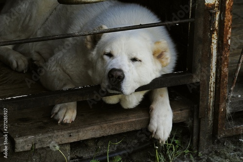 dog in forest