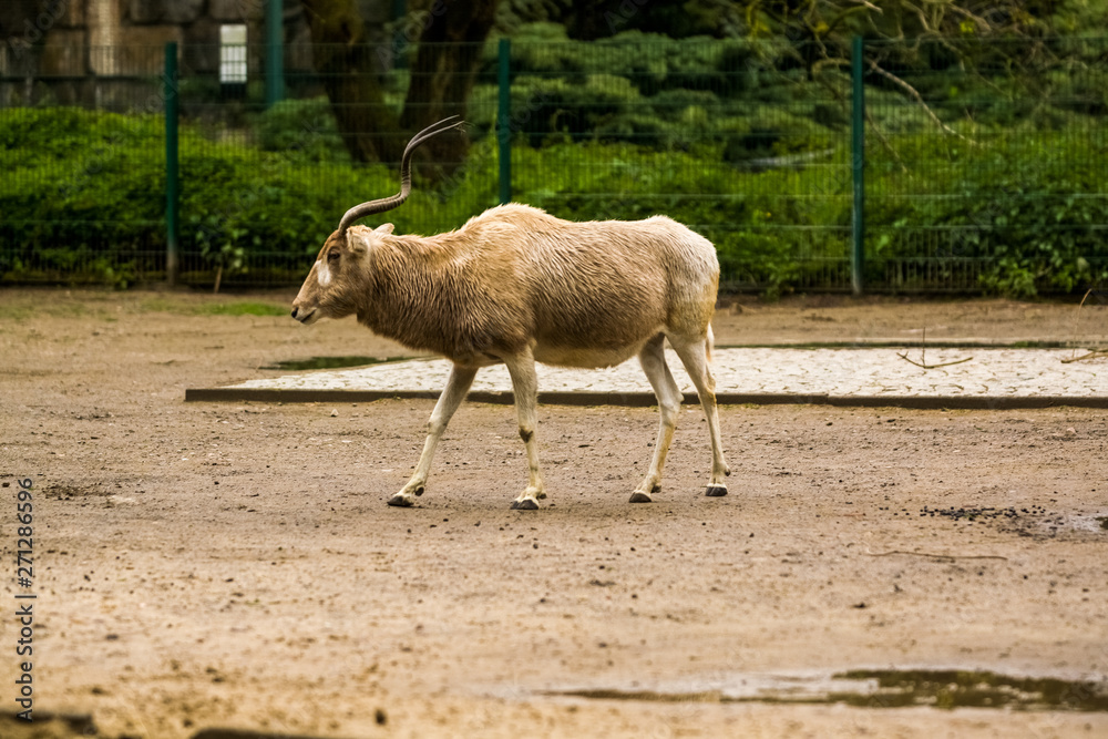 16.05.2019. Berlin, Germany. Zoo Tiagarden. Wild and white goats with twisted horns walk across the territory. 16.05.2019. Berlin, Germany. Zoo Tiagarden. Wild and white goats with twisted horns walk across the territory.