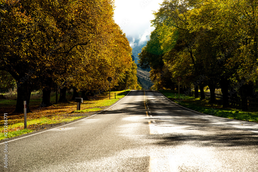 Obraz premium Beautiful colorful leaves of trees in autumn season on both side of empty road at Little River city in South Island, New Zealand.