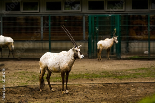 16.05.2019. Berlin, Germany. Zoo Tiagarden. Wild and white goats with twisted horns walk across the territory.