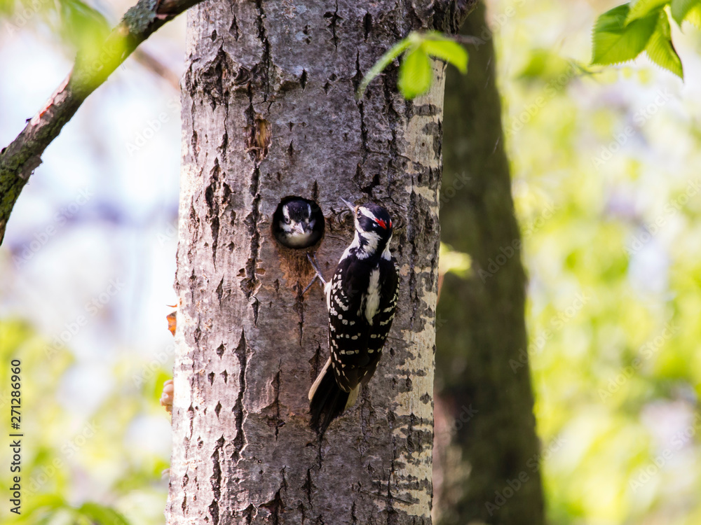 Male Eastern hairy woodpecker seen in vertical profile griping a tree trunk next to its nest, with female peeking from the hole, Quebec City, Quebec, Canada Male Eastern hairy woodpecker seen in vertical profile griping a tree trunk next to its nest, with female peeking from the hole, Quebec City, Quebec, Canada
