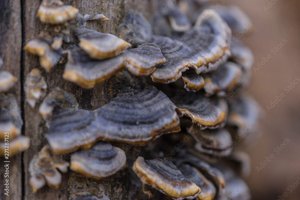 closeup of mushrooms closeup of mushrooms