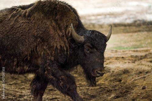 16.05.2019. Berlin, Germany. Zoo Tiagarden. Big buffalos walk across the territory after heavy rain.