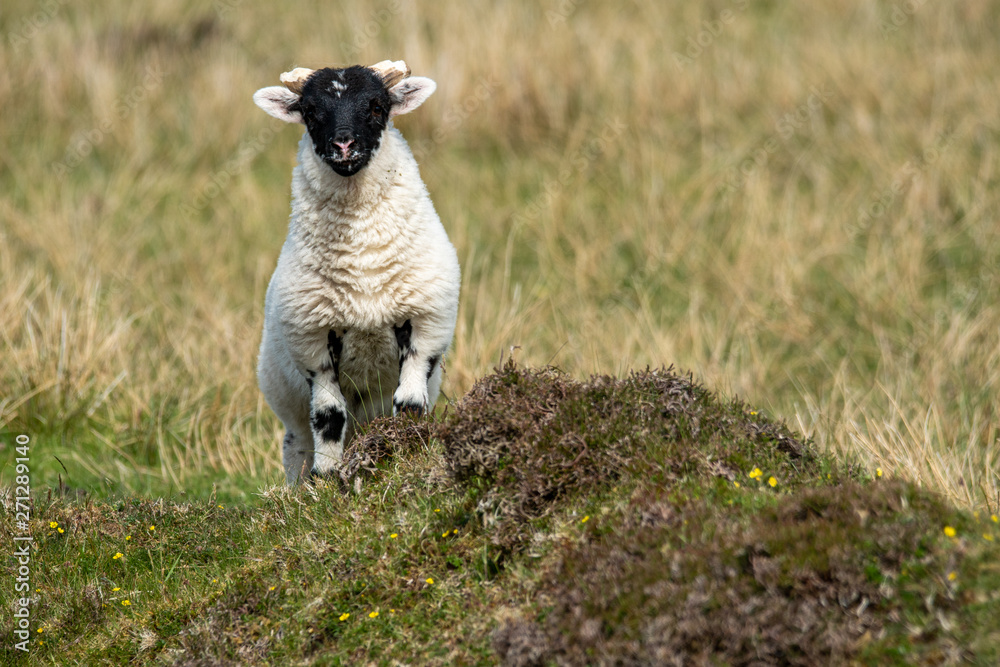 Isle of Skye Schottland / Schafe Isle of Skye Schottland / Schafe
