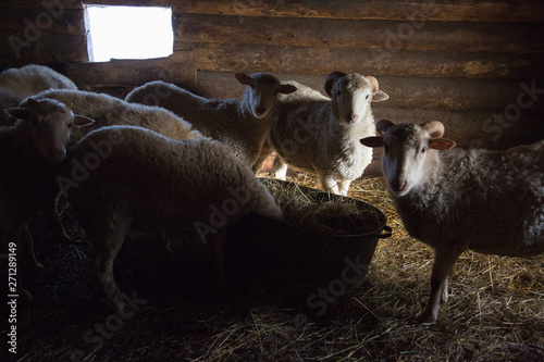 flock of domestic sheep and sheep in a shed in the village of Mariets, Republic of Mariel