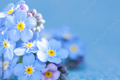 Forget- me- not flowers.