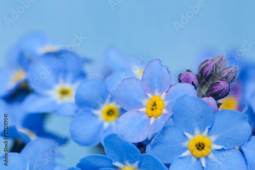 Forget -me -not flowers.