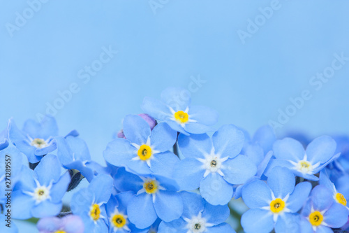 Forget me not flowers.