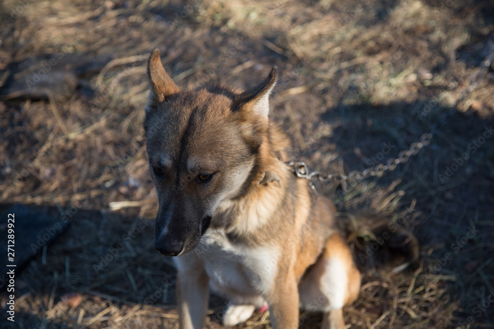 Domestic dog on a leash builds grimaces Domestic dog on a leash builds grimaces