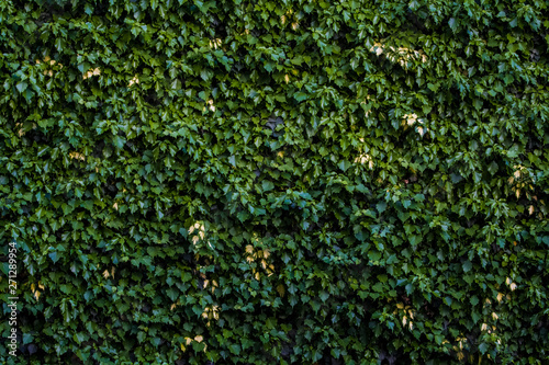 Background or texture from a green monophonic wall from the curling ivy.