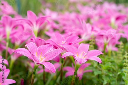 Pink Zephyranthes grandiflora beautiful on natural background
