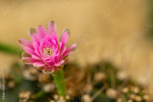 macro closeup of cactus flower