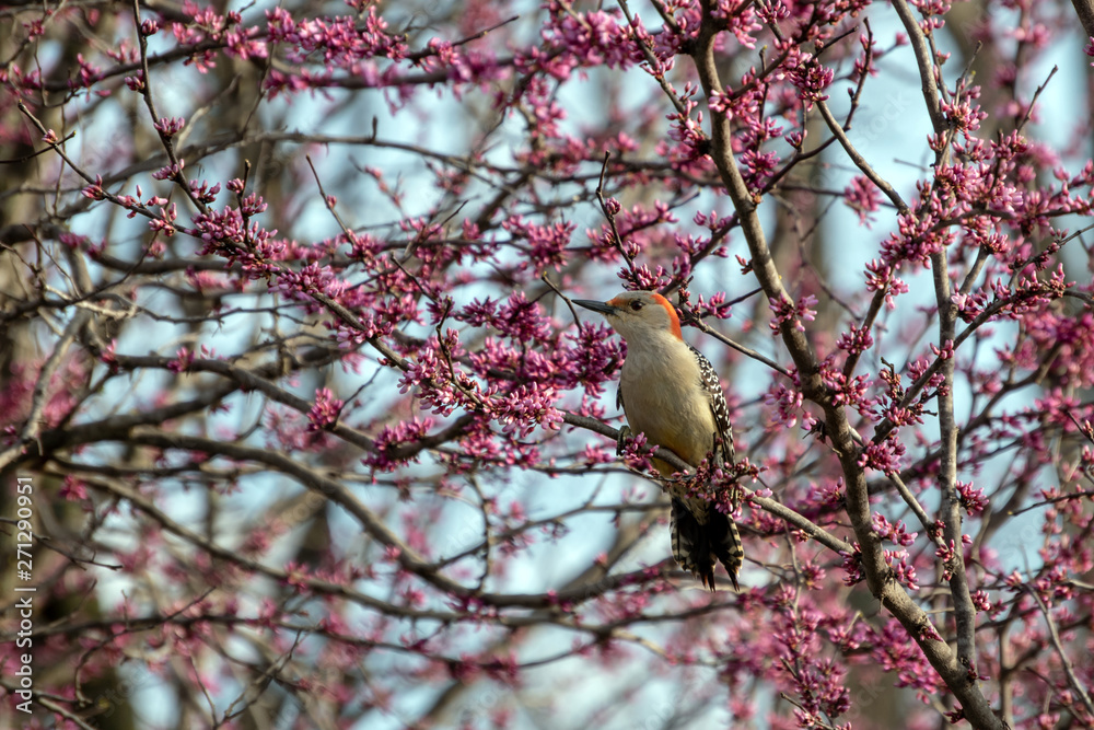 Redbud blooms and a red bellied woodpecker makes a beautiful picture. Bokeh effect. Redbud blooms and a red bellied woodpecker makes a beautiful picture. Bokeh effect.