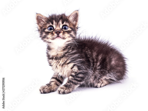 Beautiful fluffy tabby kitten with big blue eyes isolated