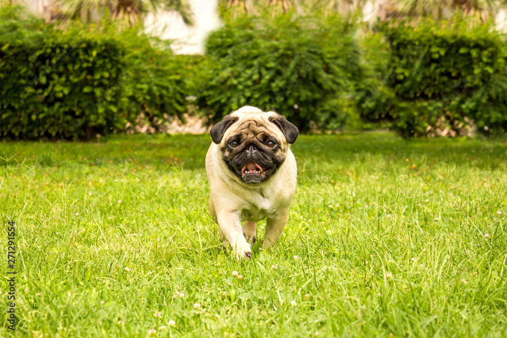Cheerful pug dog running through green grass