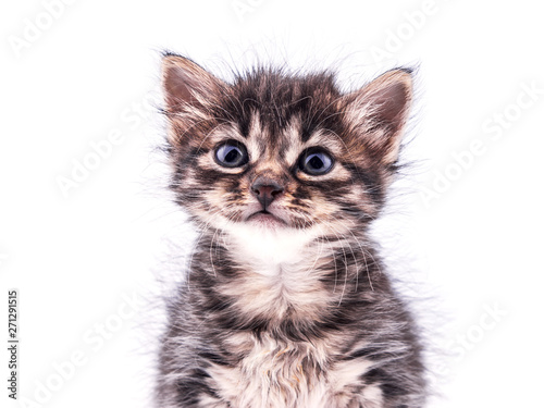 Beautiful fluffy tabby kitten with big blue eyes smiling to camera