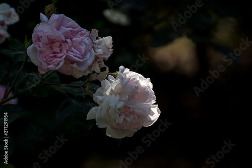 Fantin Latour rosas en un jardin photo