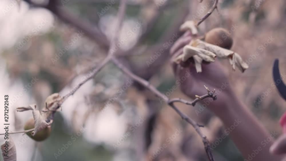 Asian woman hands are cutting dead dry lemon branches due to disease caused by lemon trees. Asian woman hands are cutting dead dry lemon branches due to disease caused by lemon trees.