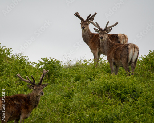 Isle of skye Schottland / Hirsche photo