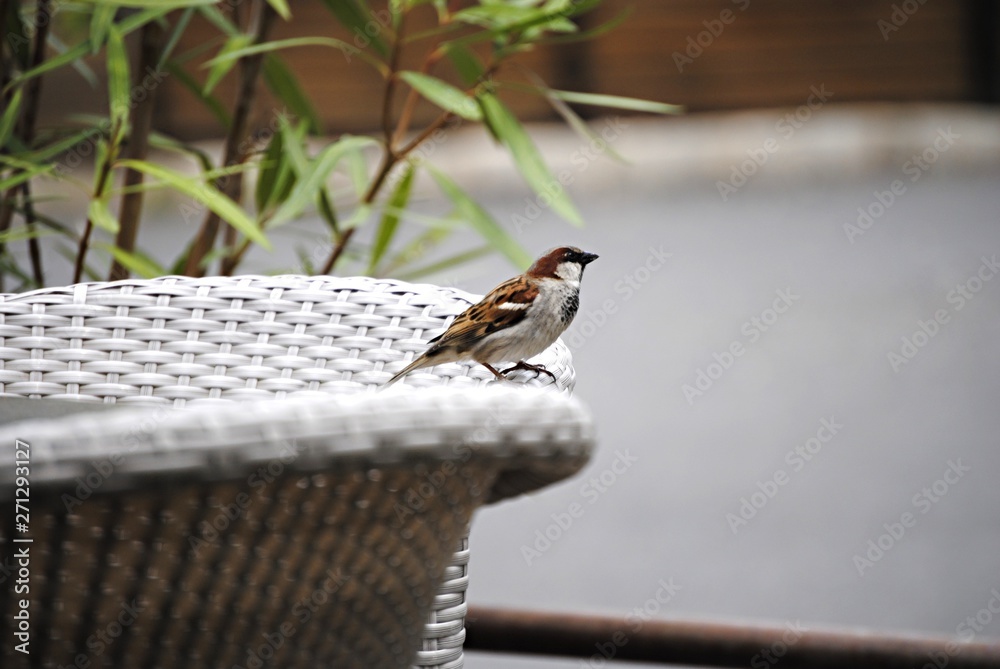 Naklejka premium Moineau