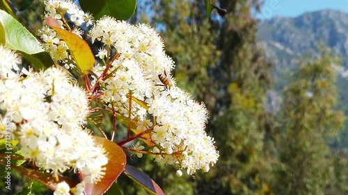 A close up clip of bees collecting pollen from spiraea blossoms in the spring. Shot at 120 fps and presented as slow motion. photo