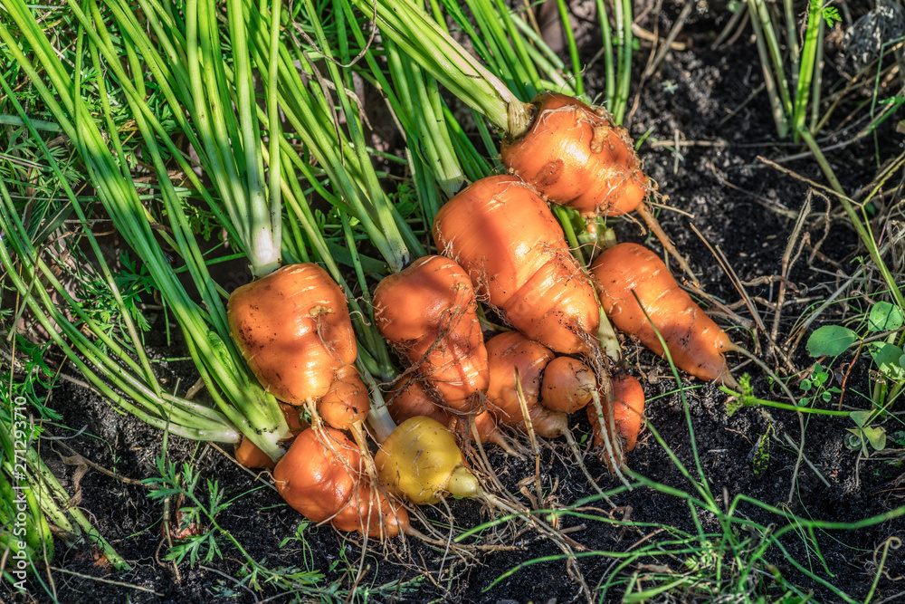 Fresh organic carrots on the ground. Fresh organic carrots on the ground.