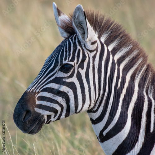 Zebra in african savannah  at Masai Mara   Kenia
