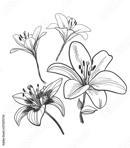 vector sketch illustration design elements plant lily flower