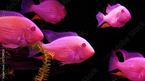 tropical fish in aquarium. Albino Threadfin Acara - Acarichthys heckelii.  photo