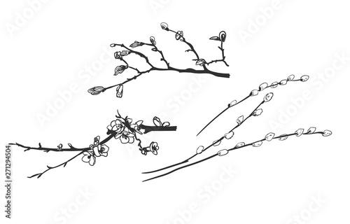 vector engrave spring branches willow isolated sketch