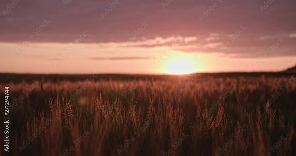 Motion clouds sunset wheat field