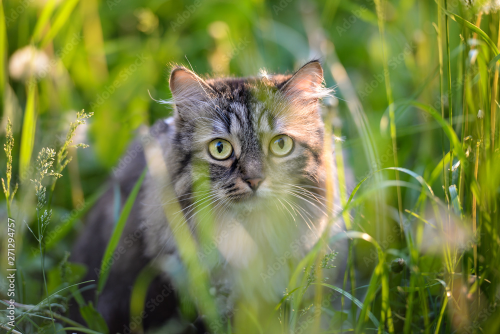 Tabby cat hiding in the grass