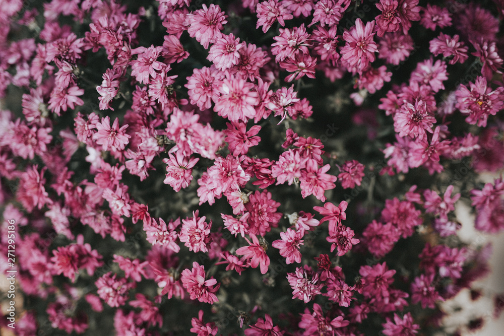 Pink chrysanthemums blooming in garden Pink chrysanthemums blooming in garden