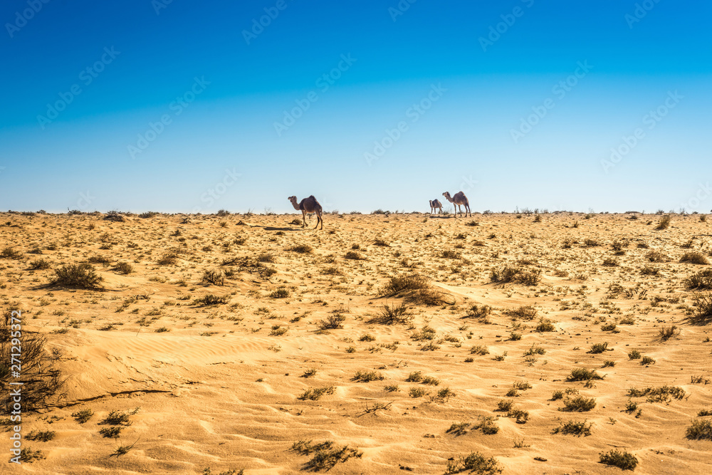 Dromedaries in Tunisia