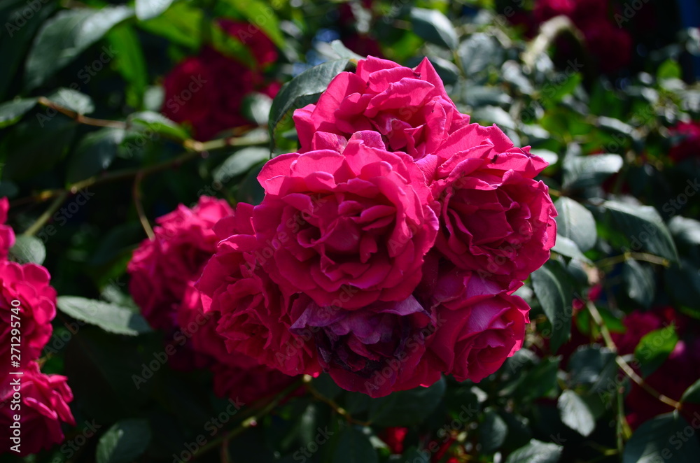 amazingly beautiful roses on the island of Nessebar Bulgaria amazingly beautiful roses on the island of Nessebar Bulgaria
