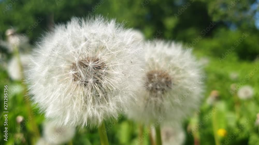 Dandelions in the summer in the close-up Dandelions in the summer in the close-up