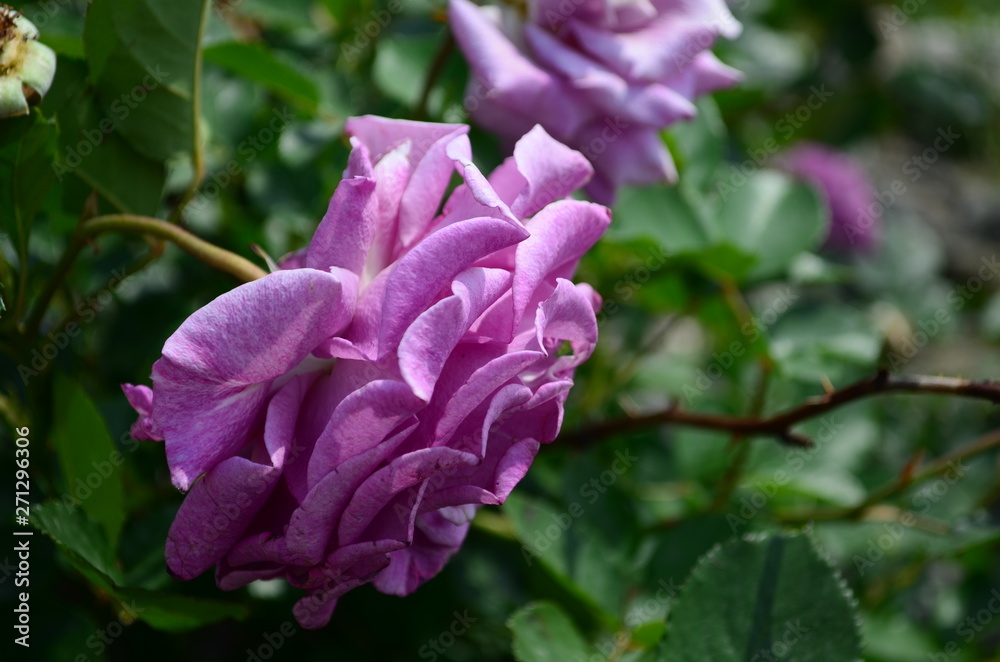 Fototapeta premium amazingly beautiful roses on the island of Nessebar Bulgaria
