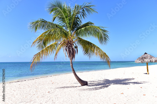 Photography Palm tree at Playa Ancon (Ancon Beach) Trinidad, Sancti Spiritus, Cuba
