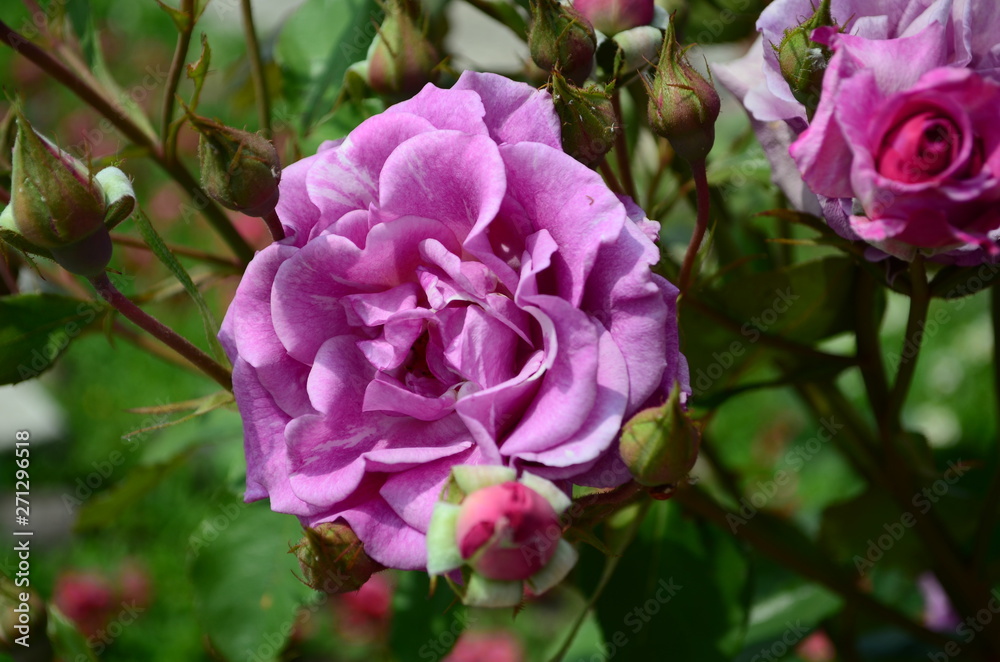 amazingly beautiful roses on the island of Nessebar Bulgaria amazingly beautiful roses on the island of Nessebar Bulgaria