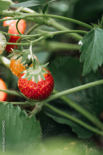 strawberries in the garden