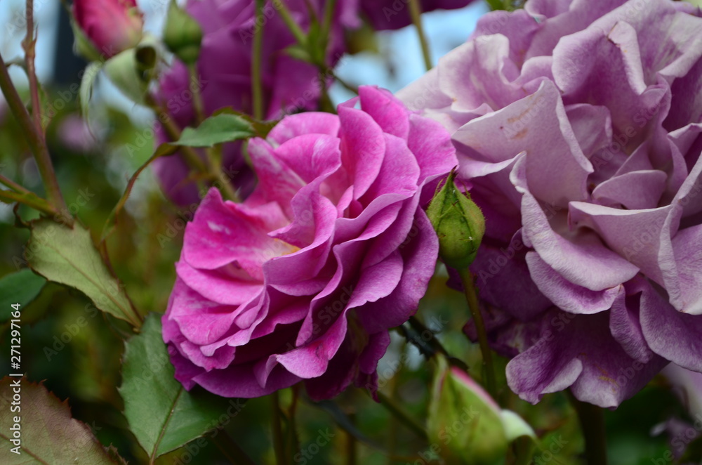 amazingly beautiful roses on the island of Nessebar Bulgaria amazingly beautiful roses on the island of Nessebar Bulgaria