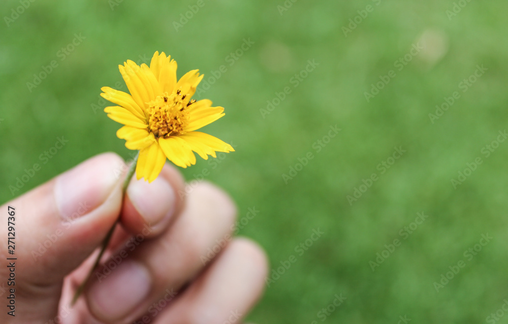 Beautiful small yellow flower Singapore Daisy (or Gold Buttons in Thai) in garden close up, yellow daisy flower in micro view,Yellow flower blooming Beautiful small yellow flower Singapore Daisy (or Gold Buttons in Thai) in garden close up, yellow daisy flower in micro view,Yellow flower blooming