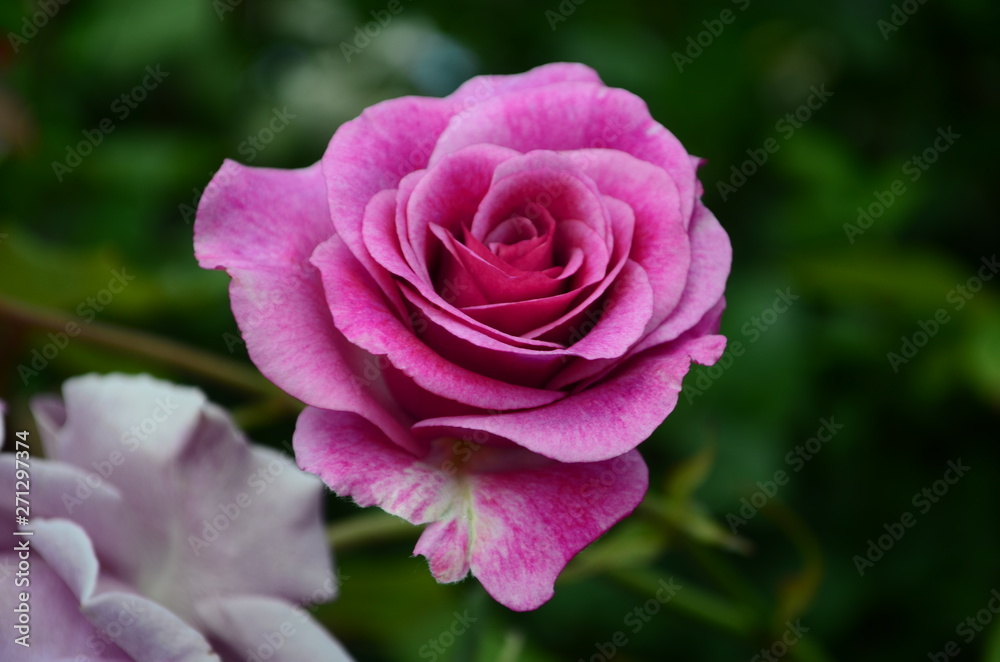 amazingly beautiful roses on the island of Nessebar Bulgaria amazingly beautiful roses on the island of Nessebar Bulgaria