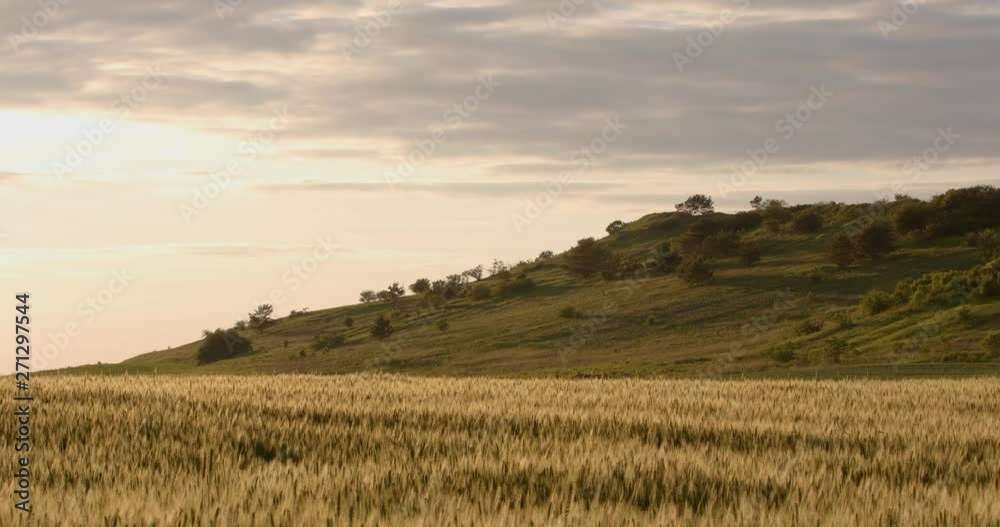 custom made wallpaper toronto digitalThe wheat field is the sun at sunset