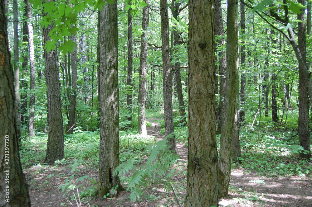 Naklejka premium path in the forest