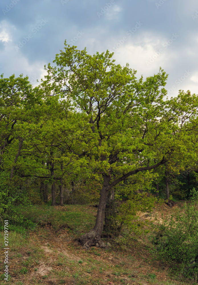 beautiful view of the oaks growing on hillside