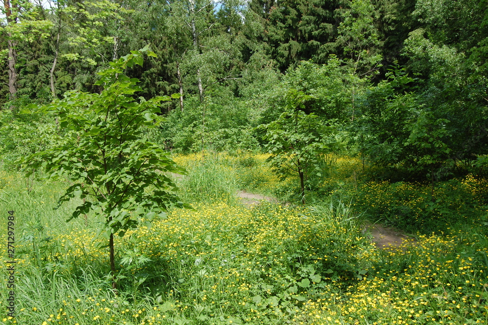 Fototapeta premium path in the forest